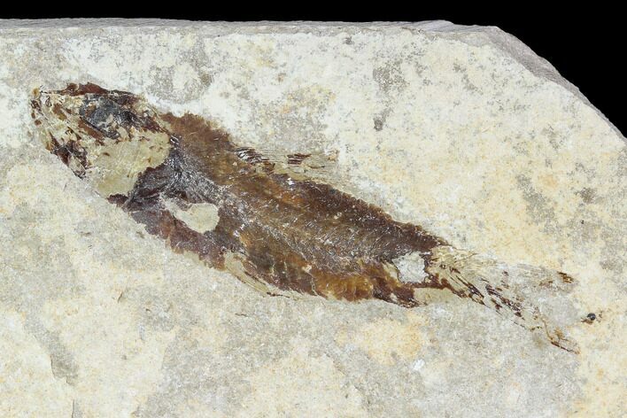 Bargain, Cretaceous Fossil Fish (Armigatus) - Lebanon #110838